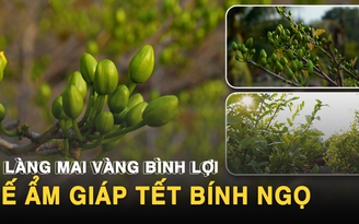 Làng mai vàng Bình Lợi bán chậm giáp Tết Bính Ngọ: Chủ vườn thấp thỏm chờ 'cú hích' phút chót