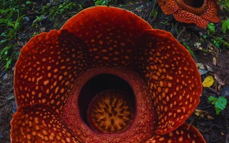 Cuộc đời kỳ lạ của loài hoa lớn nhất trái đất, nghe tên là muốn ngất