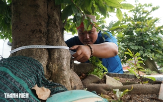 Những 'lão' mai tết tiền tỉ trên đường Phạm Văn Đồng: Có tiền chưa chắc mua được!