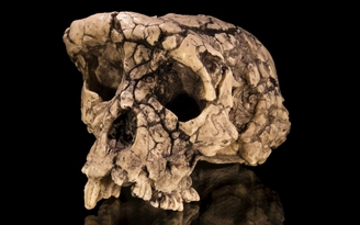 Phát hiện mới về tổ tiên loài người