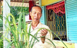 Hành trình hồi sinh gạo đỏ đặc sản miền Tây