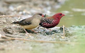 Hà Nội mùa chim về