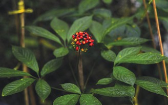 Sâm Ngọc Linh: Khi tinh hoa dược liệu Việt đồng hành cùng nhịp sống hiện đại