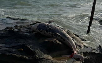 Phú Quốc: Cá heo hơn 100 kg chết, trôi dạt vào bờ biển Bãi Thơm