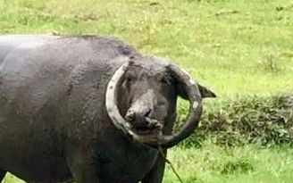Con trâu sừng mọc ngược hiếm gặp, ôm trọn gương mặt như vòng cổ