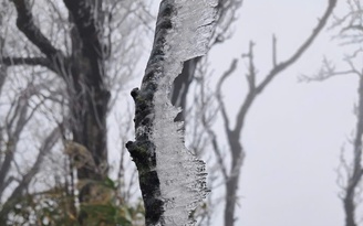 Băng giá phủ trắng đỉnh núi Phja Oắc ở Cao Bằng