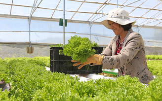 Hà Nội tăng cường kiểm tra, giám sát an toàn thực phẩm sản phẩm trồng trọt Hà Nội tăng cường kiểm tra, giám sát an toàn thực phẩm sản phẩm trồng trọt