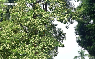 Hoa sữa Hà Nội: Giữ nét riêng, trồng đúng chỗ