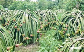 Giá thanh long Đồng Tháp chạm đỉnh