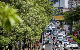 'Hoa sữa thôi rơi...', lòng người vẫn nhớ