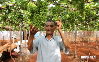 Đầu tư tiền tỉ trồng nho, thu quả ngọt trên đất khó Đầu tư tiền tỉ trồng nho, thu quả ngọt trên đất khó