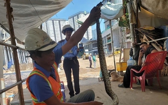 Đang đào đất, công nhân ở TP.HCM bất ngờ phát hiện con trăn đất quý hiếm