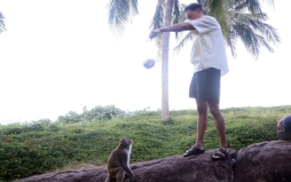 Cho khỉ hoang Sơn Trà ăn vì 'thương động vật', du khách có thể bị tấn công