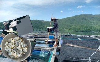 Cá chim vây vàng chết hàng loạt ở vịnh Vân Phong