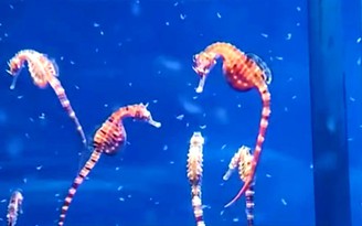 Năm Ngọ kể chuyện cá ngựa bố mang thai