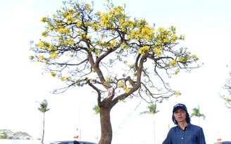 Mai cổ thụ giá nửa tỉ đồng xuống phố Đà Nẵng, chợ Tiên Sơn nhộn nhịp xuyên đêm