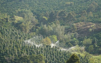 Nông dân Gia Lai hối hả tưới cà phê chạy tết trước mùa khô khắc nghiệt