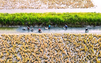 Cuối năm trúng lớn, nông dân Biển Bạch phấn khởi đón tết