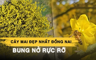 Cây mai đẹp nhất Đồng Nai bung nở rực rỡ, du khách lái xe gần 100 km đến chụp hình