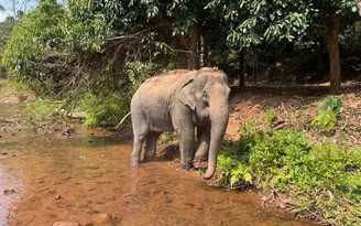 Chuyến hồi hương 'chưa từng có' của cá thể voi Lào