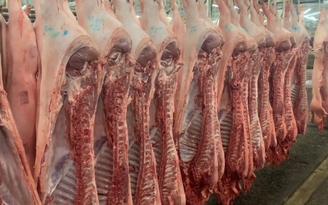 Giá heo hơi hôm nay 25.2.2026: Vẫn tiếp tục giảm