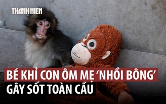 Bé khỉ ôm 'mẹ' thú bông: Câu chuyện cảm động sẽ có hậu?