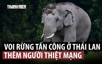 Voi rừng tấn công làm du khách thiệt mạng ở Thái Lan