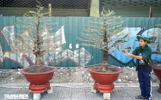 Mai tết đường Phạm Văn Đồng, TP.HCM: Thấp nhất 1 triệu, cao nhất trăm triệu đồng/cây