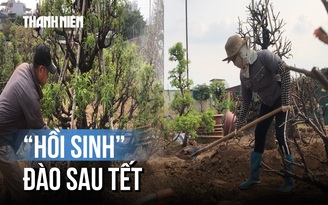 Bà con Nhật Tân tất bật trồng đào sau Tết: Lo lắng cây khô nhựa hơn do thời tiết