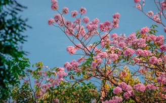 Ngày mai người Việt đón Xuân phân: Năm 2101 mới có Xuân phân ngày 21.3?