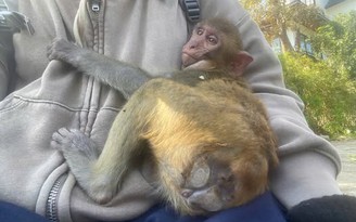 Cho khỉ ăn ở khu du lịch: Tưởng thương nhưng lại hại khỉ