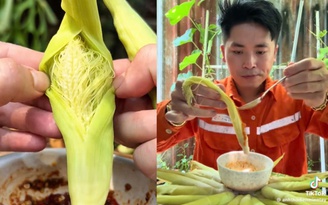 Bắp bao tử là gì mà ăn cả vỏ, râu vẫn được khen ngon?