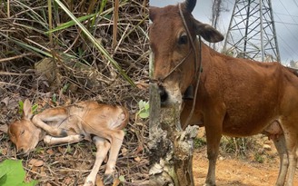 Bò mẹ kêu 'cầu cứu' khi bê con 2 ngày tuổi ngã xuống vực