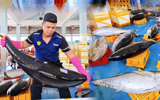 Trúng đậm cá ngừ đại dương ở Hoàng Sa, cá nặng 45 kg phải 3 người khiêng