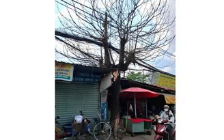 Những cây xanh chết khô trên phố