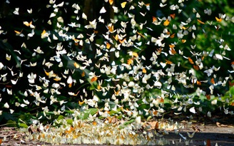 Một ngày ở rừng Cúc Phương: Sáng bướm rợp trời, tối đom đóm rực sáng