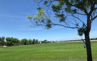 Cây lâu năm nào được trồng trên đất lúa?