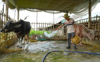 Con trâu không cày ruộng mà làm du lịch ở miền Tây, kết bạn với đàn cò