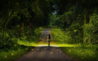 Mùa bướm, đom đóm ở rừng Cúc Phương đến sớm: Tín hiệu gì từ rừng già?