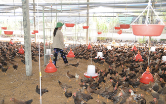 Doanh nghiệp 'nhường' lợi nhuận, cùng nông dân vượt 'bão giá' từ xung đột Trung Đông