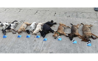 Bị truy đuổi, nghi phạm trộm chó vứt cả xe máy và tang vật để tẩu thoát