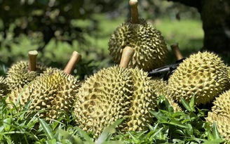 Xuất khẩu sầu riêng vào Trung Quốc, Mỹ và Hàn Quốc tăng 500%