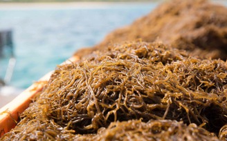 Tiêu chí lựa chọn hoạt chất fucoidan Nhật Bản chính hãng