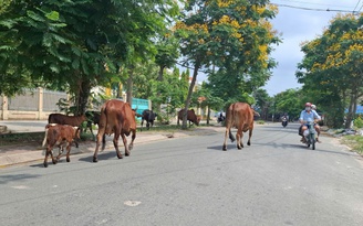 Bò thả rông trên đường