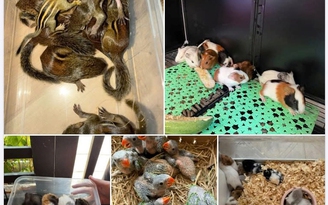 Nuôi thú cưng: Coi chừng 'đam mê' dẫn lối vào tù