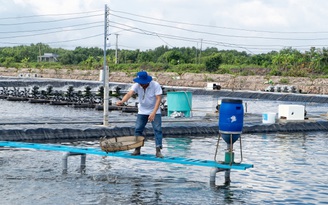 Doanh nghiệp thủy sản Cà Mau đã được tháo gỡ về giám sát vùng nuôi