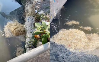 Xử lý cơ sở giết mổ gia cầm vứt lông gà xuống sông gây ô nhiễm