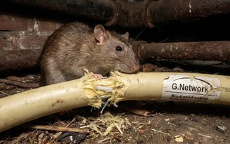 Chuột gặm cáp internet khiến nhà mạng Anh phá sản