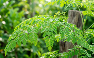 Vì sao chùm ngây được ví như 'thịt bò của thực vật'?