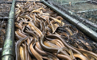 4.000 tấn lươn quá lứa 'kêu cứu'